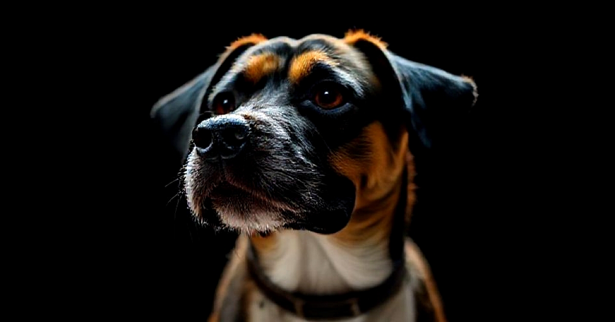 craves early morning walks, adjustments are necessary. Conversely, a high-energy dog might thrive wi...