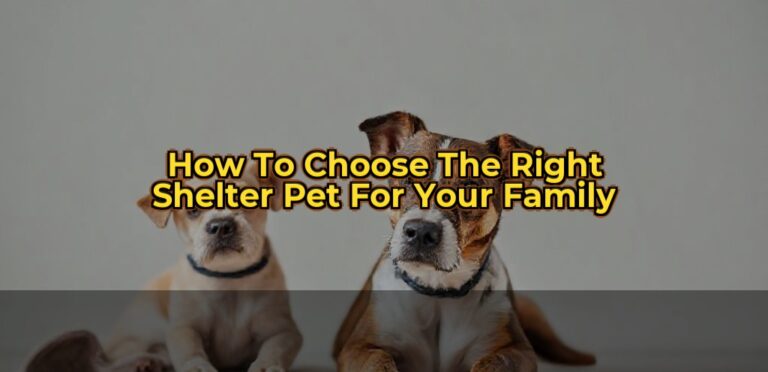 How to Choose the Right Shelter Pet for Your Family