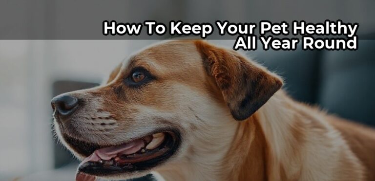 How to Keep Your Pet Healthy All Year Round