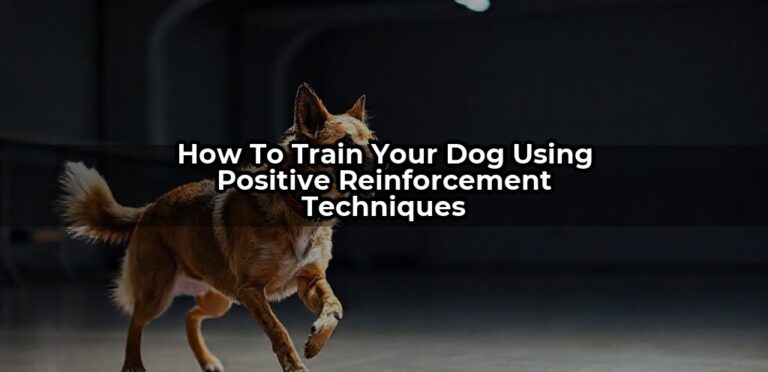 How to Train Your Dog Using Positive Reinforcement Techniques