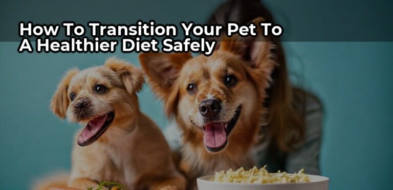 How to Transition Your Pet to a Healthier Diet Safely