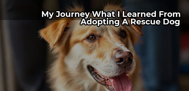 My Journey: What I Learned From Adopting a Rescue Dog