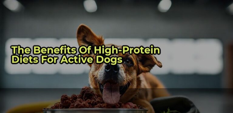 The Benefits of High-Protein Diets for Active Dogs