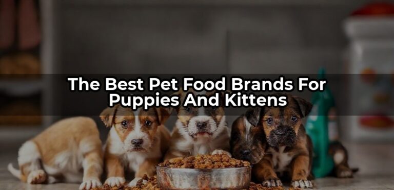 The Best Pet Food Brands for Puppies and Kittens