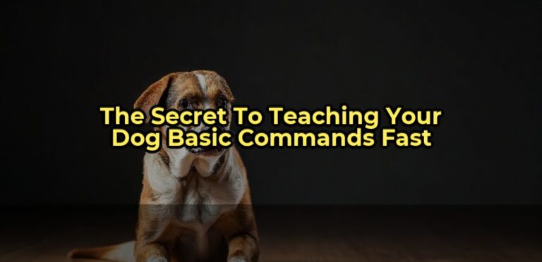 The Secret to Teaching Your Dog Basic Commands Fast