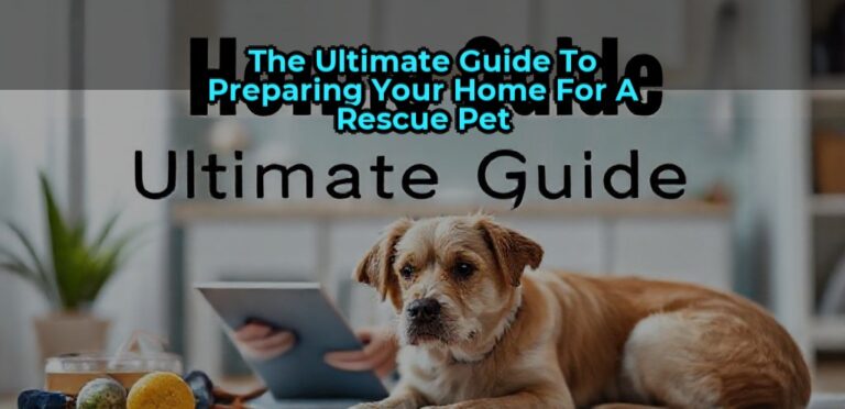 The Ultimate Guide to Preparing Your Home for a Rescue Pet