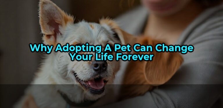 Why Adopting a Pet Can Change Your Life Forever